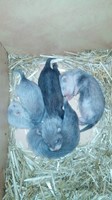 3 Semaines